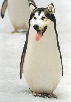 Dogguin